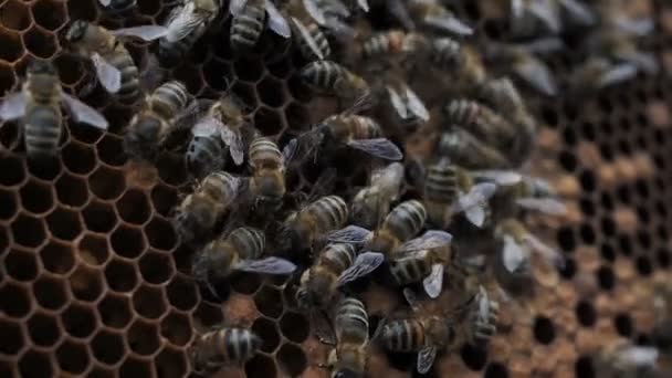 Méhsejt Színes Pergával Méhsejt Méhkenyérrel Méhek Méhsejteket Csomagolnak Méhkenyérrel Méhkenyér — Stock videók