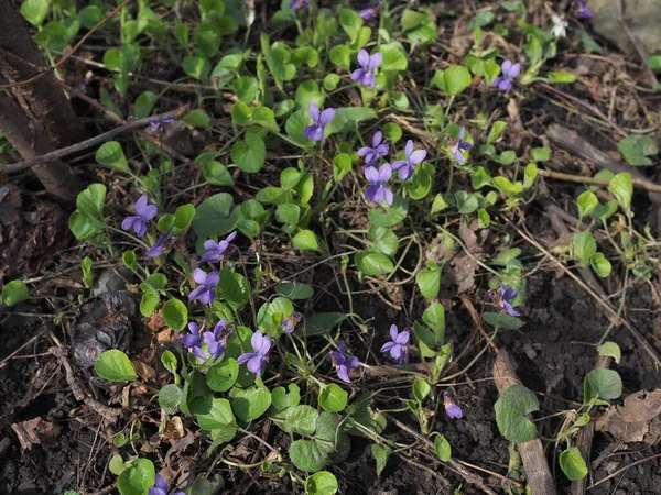 Fiori Viola Fioritura Primavera Meadow Spring Tempo Nella Foresta — Foto Stock