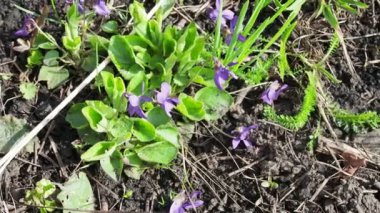 Bahar çayırlarında açan menekşeler. Ormanda bahar zamanı..