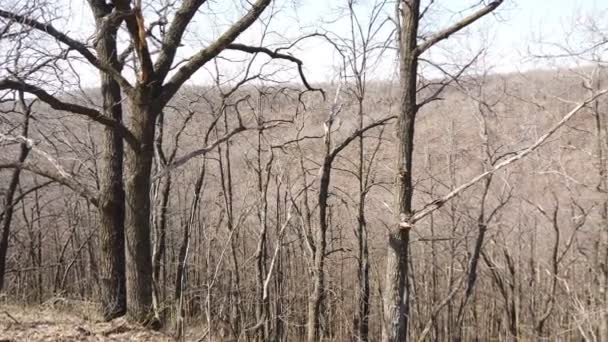 早春の森の風景 裸の木 — ストック動画