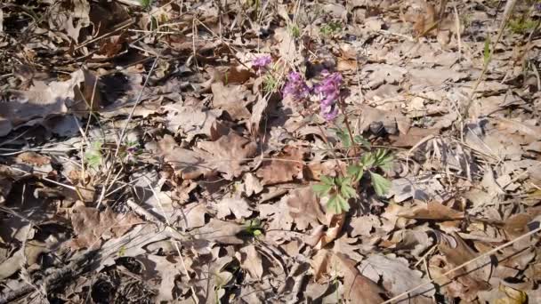 Primi Fiori Delicati Lucenti Primavera Ryast Corydalis Nella Foresta Primavera — Video Stock