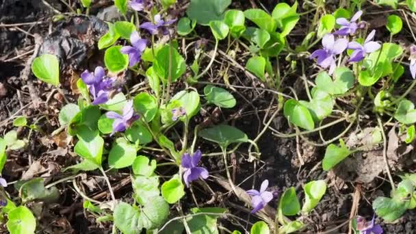 Violettes Fleurs Floraison Printemps Prairie Printemps Dans Forêt — Video