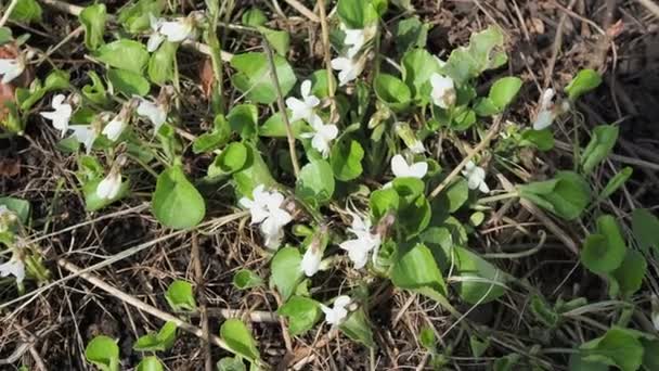 Floreciente Violeta Blanca Jardín — Vídeos de Stock