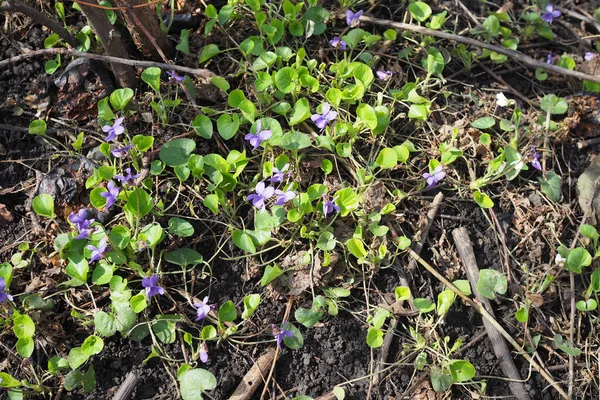 Lila Virágok Virágzik Tavasszal Rét Tavasszal Erdőben — Stock Fotó