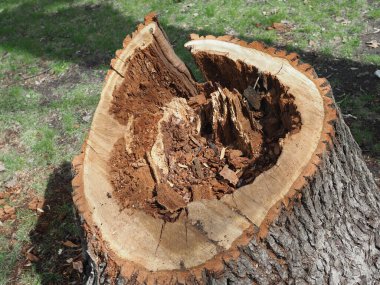 İnşaat ve diğer amaçlar için odunların odunları kesilirken içeride çürümüş ağaçları yakın çekim..