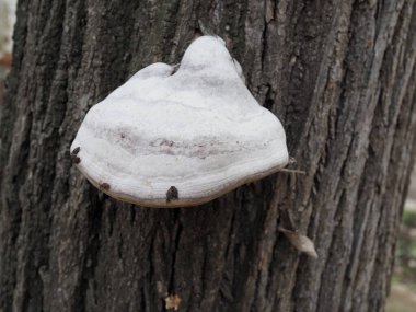 Huş ağacında chaga, ağaçta mantar, huş ağacı kabuğu, huş ağacı gövdesi.