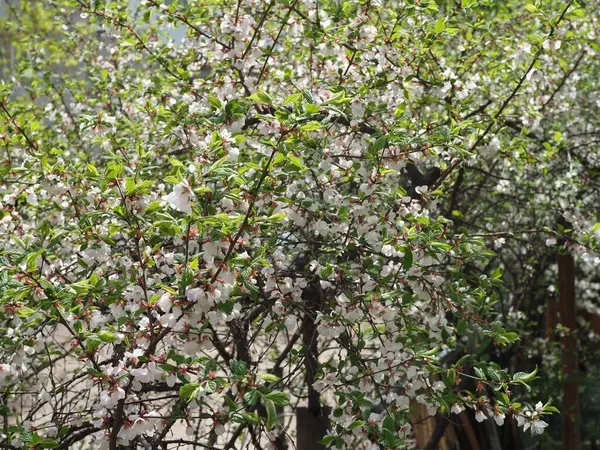 White Cherry Blossom Branches Bloom Spring Time — Stock Photo, Image