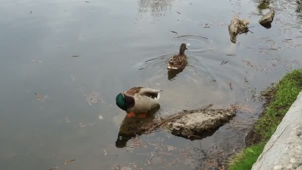 2羽のアヒルが春の公園の池でパンを食べハトが近くを飛びます — ストック動画