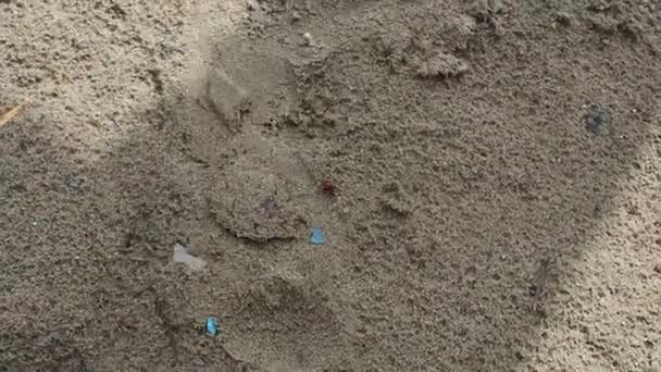 Apró piros katicabogár halad a homokon a célállomása felé..