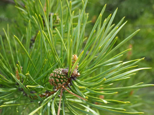 Small Young Pinecone Pine Tree — Stock Photo, Image
