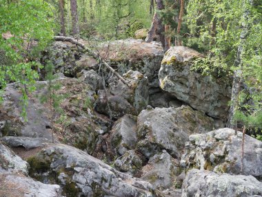 Ormandaki yosun kaplı kaya parçalarıyla kocaman çam ağaçlarının güzel manzarası. Rachaiskiy Alpleri, Samara.