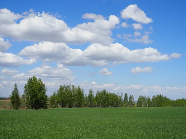 Весняний Пейзаж Видом Зелене Поле Лісовий Пояс Яскраве Блакитне Небо — стокове фото