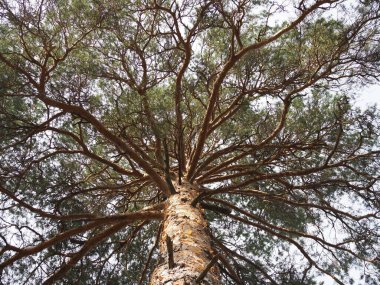 Çam ağacı en alttan görünüyor