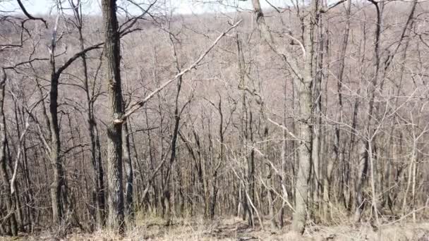 Waldlandschaft Zeitigen Frühling Kahle Bäume — Stockvideo
