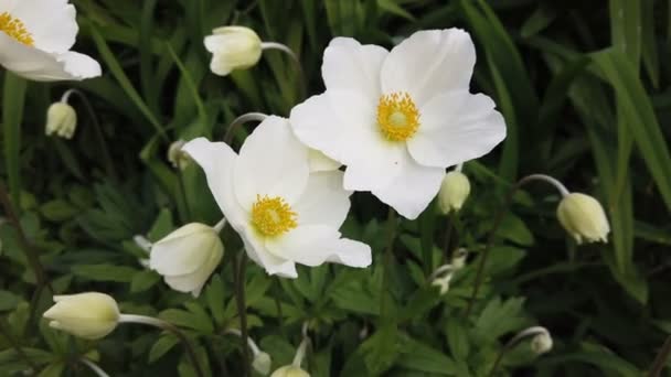 Flores Blancas Anémona Bosque Día Soleado Primavera — Vídeos de Stock