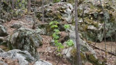 Çam ormanında yosun ve yosunla kaplı dev kayalar.