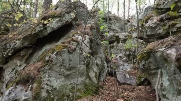 Enormes Rocas Cubiertas Musgo Líquenes Bosque Pinos — Vídeos de Stock