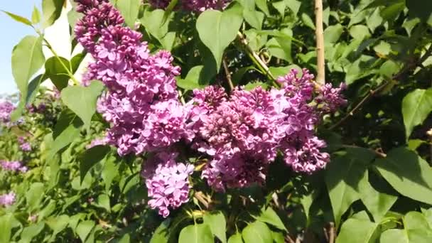 Arbres Fleurs Printanières Dans Parc Moscou Lilas Aubépine Fleur Dans — Video