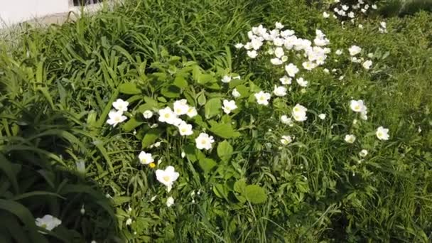 Flores Blancas Anémona Bosque Día Soleado Primavera — Vídeos de Stock