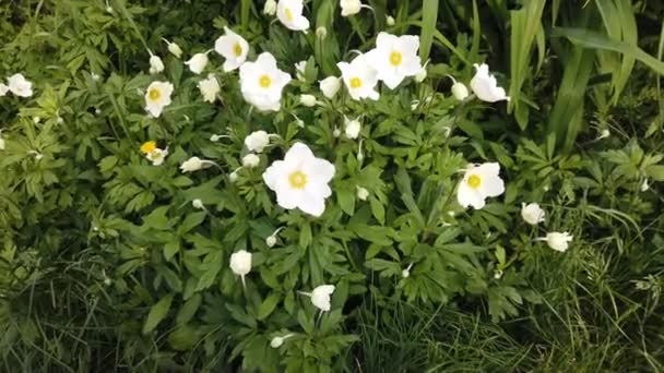 Vita blommor av anemon i skogen en solig dag på våren — Stockvideo