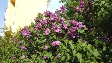 Moskova parkında bahar çiçekli ağaçlar. Baharın başında bahçede açan leylak ve dikenli diken.