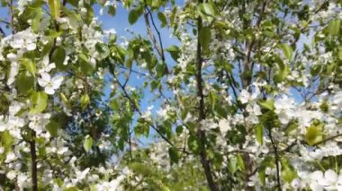 Çiçeklerin açtığı zaman atlamasına yakın çekim. Çiçekli bir dal..