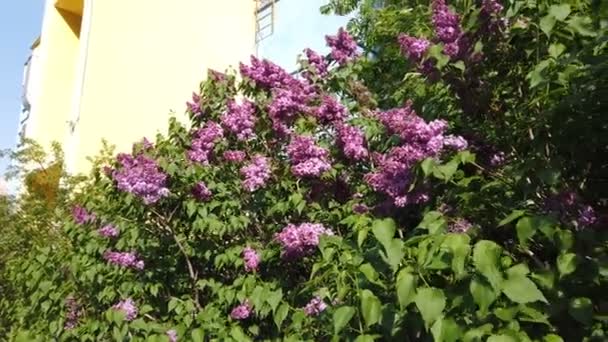 Árboles Florecientes Primavera Parque Moscú Lila Espino Flor Jardín Principios — Vídeos de Stock