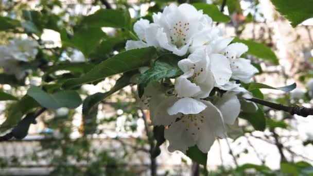 Schöne Blumen Auf Einem Zweig Eines Apfelbaums Vor Dem Hintergrund — Stockvideo