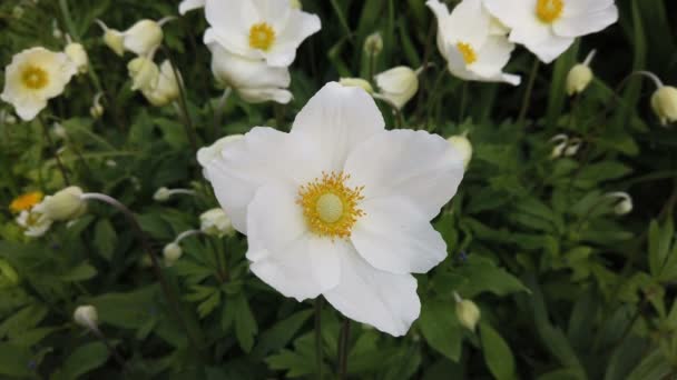 Flores Brancas Anêmona Floresta Dia Ensolarado Primavera — Vídeo de Stock