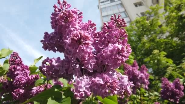 モスクワ公園の春の開花木 早春に庭でライラックとタカの花を咲かせます — ストック動画