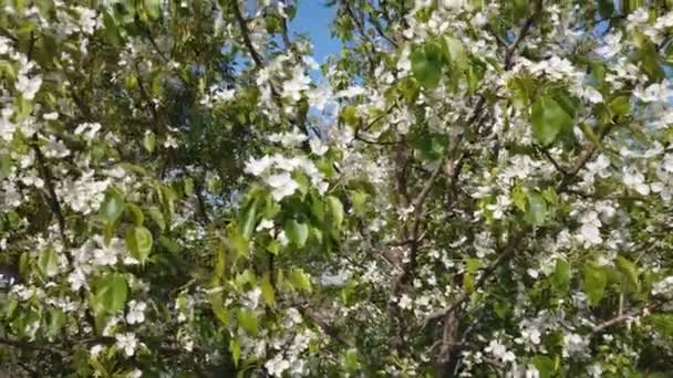 Primer Plano Del Lapso Tiempo Floración Las Flores Rama Con — Vídeos de Stock