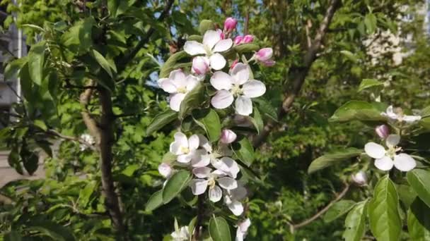 空とぼやけた庭を背景にリンゴの木の枝に美しい花を咲かせます 開花する庭園 白い花でリンゴの木を開花させる — ストック動画