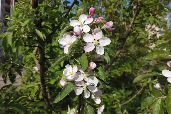 Beautiful Flowers Branch Apple Tree Background Sky Blurred Garden Blooming — Stock Photo, Image