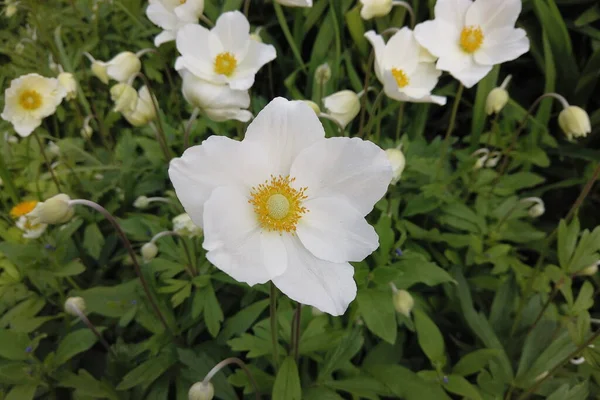 White Flowers Anemone Forest Sunny Day Spring — Stock Photo, Image