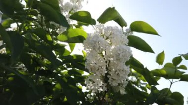 Beyaz leylak. Güneş ışınları yakın çekim ile çiçek açan leylak dalı. Taze çiçeklerle dolu bahar manzarası. Yavaş çekim videosu.