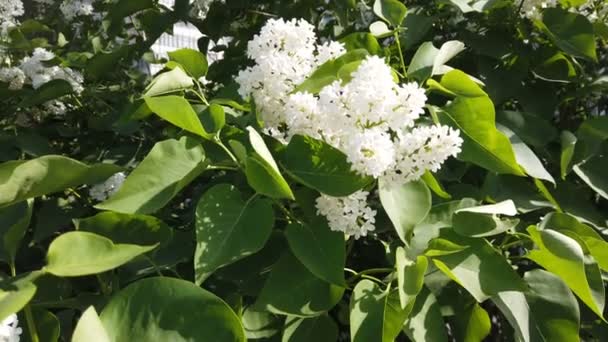 Arbusto Lila Blanca Jardín Primavera — Vídeos de Stock
