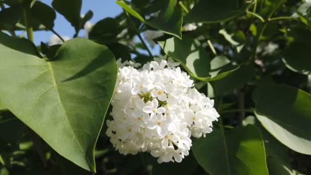 Arbusto Lila Blanca Jardín Primavera — Vídeo de stock