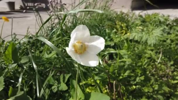 Λευκά Λουλούδια Ανεμώνης Στο Δάσος Μια Ηλιόλουστη Μέρα Την Άνοιξη — Αρχείο Βίντεο