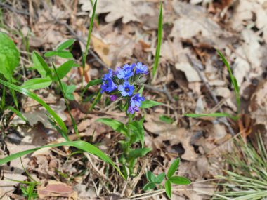 Güneşli bahar gününde çiçek açan Pulmonaria Mollis 'in yakın çekimi, seçici odaklanma.
