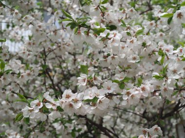 Beyaz kiraz dalları bahar zamanı çiçek açar..