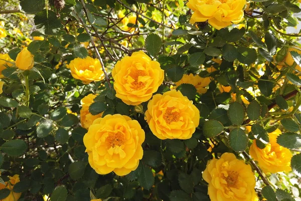 Bush Com Rosas Amarelas Uma Grande Rosa Mosqueta Com Flores — Fotografia de Stock