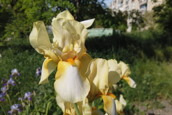 Žlutá Iris Žlutý Květ Rostoucí Volně Bažině Země — Stock fotografie