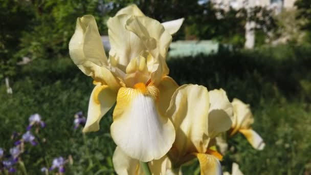 Iris Amarillo Flor Amarilla Creciendo Silvestre Tierra Pantanosa — Vídeo de stock