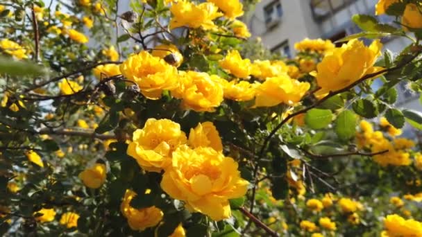 Bush Con Rosas Amarillas Una Rosa Mosqueta Grande Con Flores — Vídeo de stock