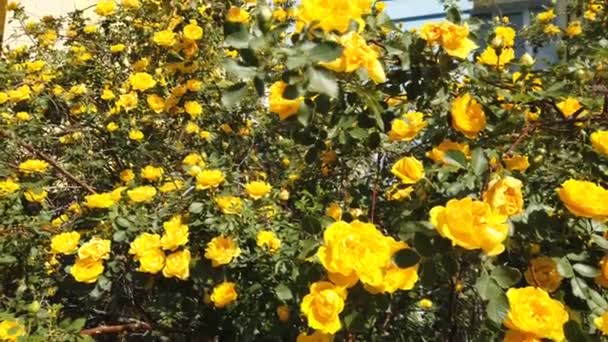 Bush Met Gele Rozen Een Grote Rozenbottel Met Gele Bloemen — Stockvideo