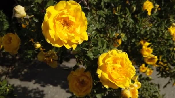 Bush Con Rosas Amarillas Una Rosa Mosqueta Grande Con Flores — Vídeos de Stock