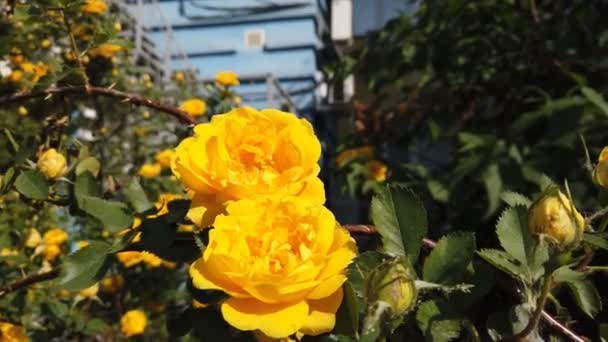 Sarı Güllü Bush Sarı Çiçekli Büyük Bir Gül — Stok video