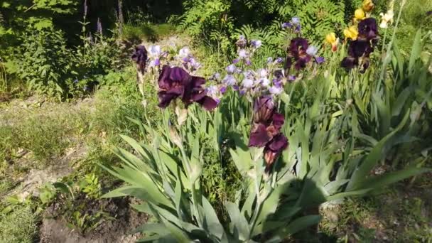 Carpenter Bee Flies Irises Collects Nectar — Stock Video
