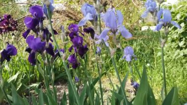 Mor iris çiçekleri rüzgarın esintisinde sallanıyor.