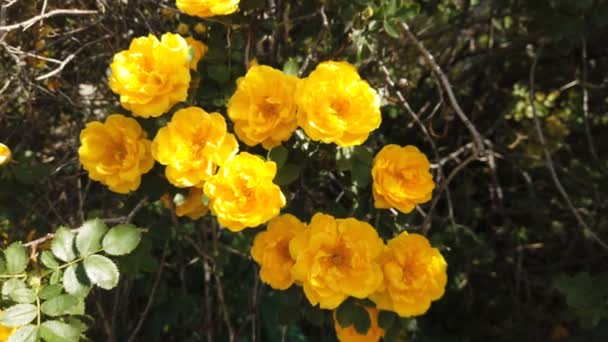 Bush Yellow Roses Large Rosehip Yellow Flowers — Stock Video